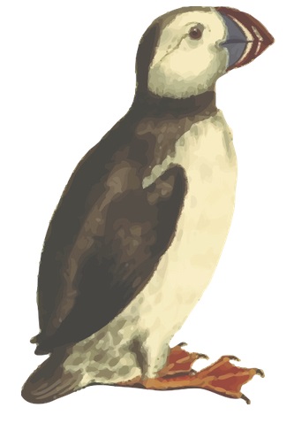 Puffin.jpg